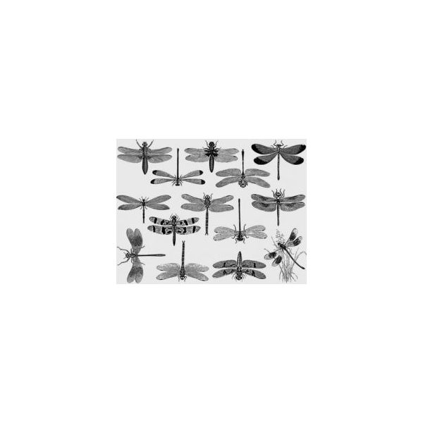 Décalcomanie pour fusing ou céramique. Libellules or