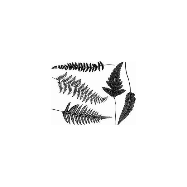 Décalcomanie pour fusing ou céramique. Fougère. Noir